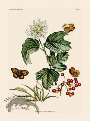 Wilkes Butterflies 103